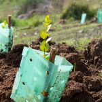 Se dio inicio al proceso de restauración ecológica del Cerro Chepe